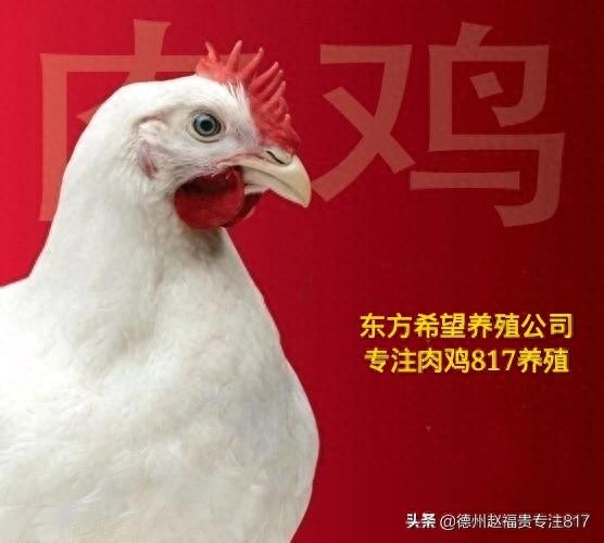 12月13日817肉杂毛鸡棚前价格行情