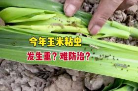 玉米粘虫难防治？掌握3技巧轻松应对！